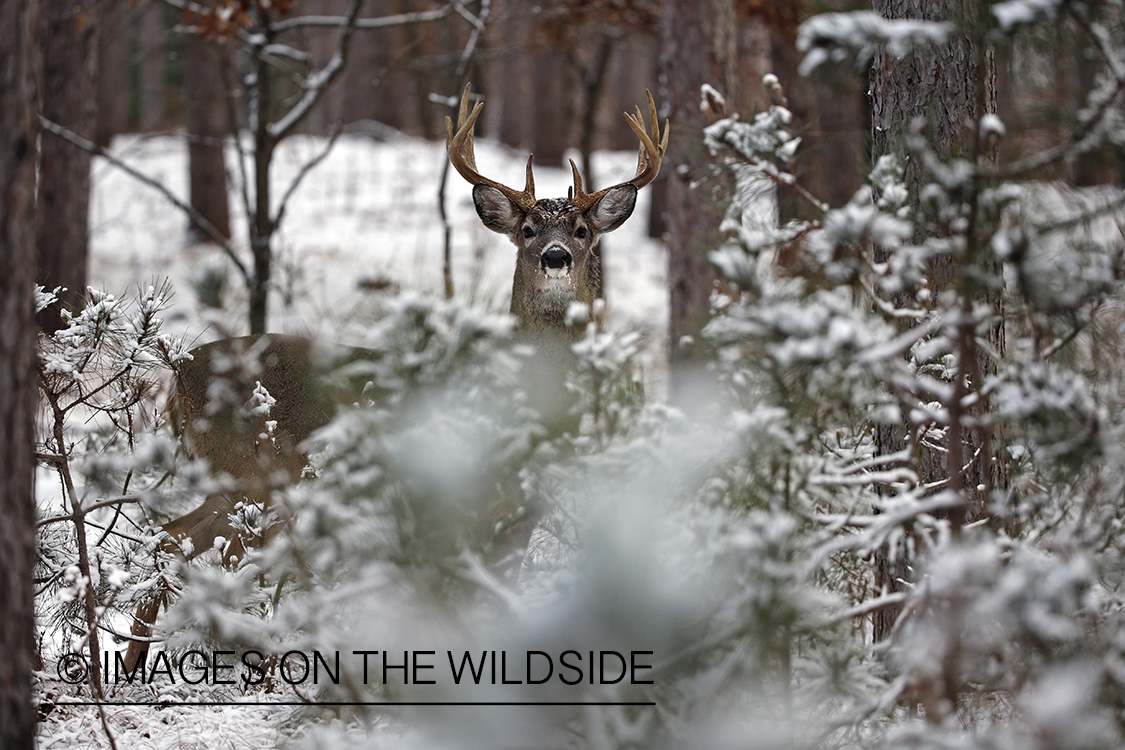 White-tailed buck in winter habitat.