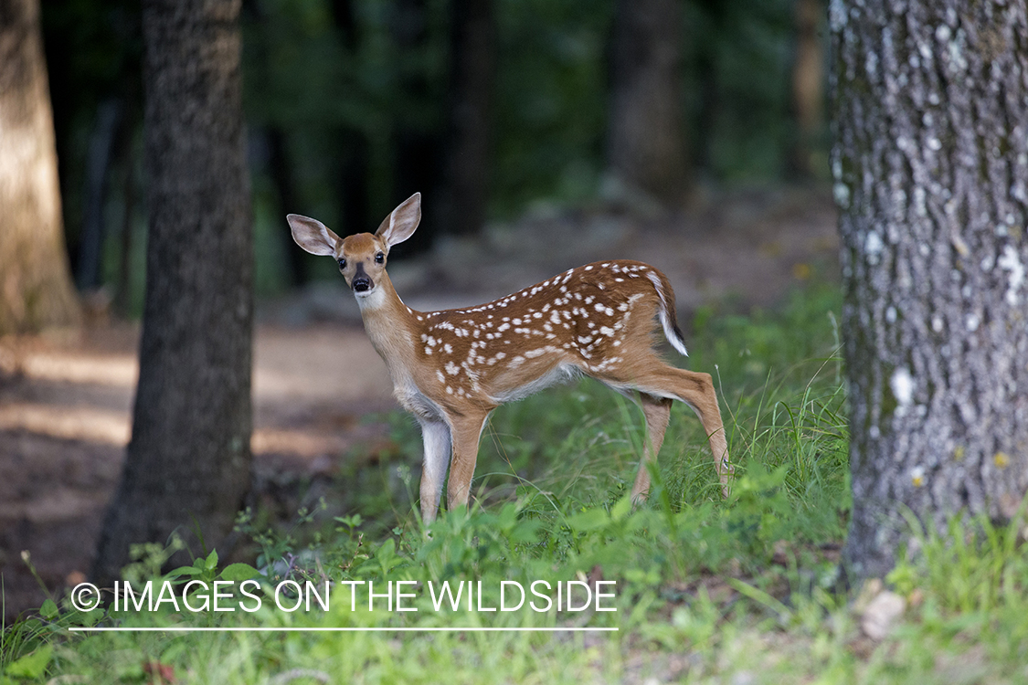 White-tailed fawn in habitat.