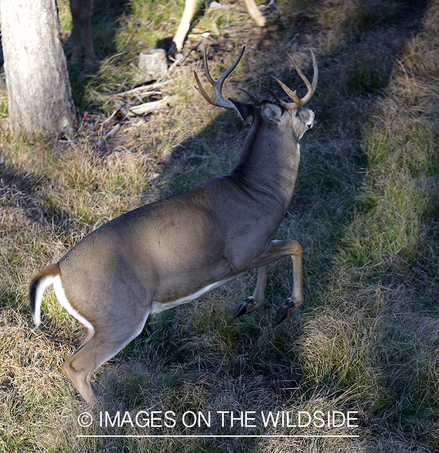 White-tailed buck photographed from tree stand.