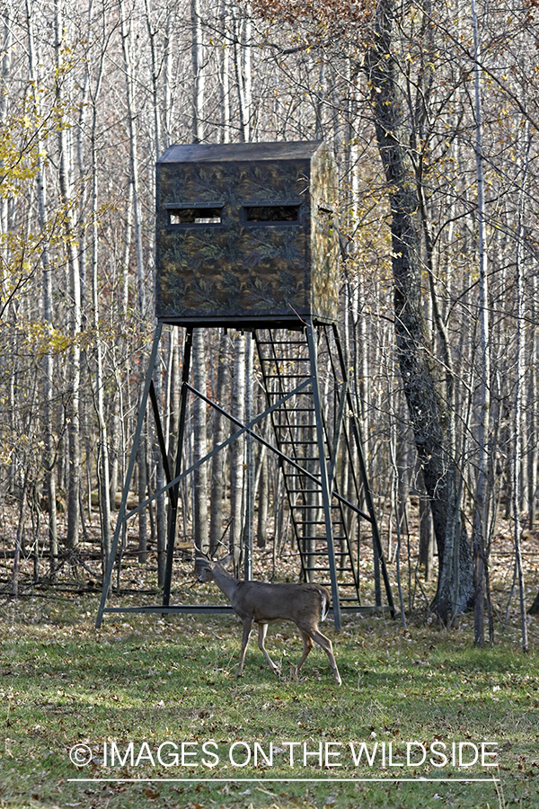 White-tailed buck in front of elevated deer hunting blind.