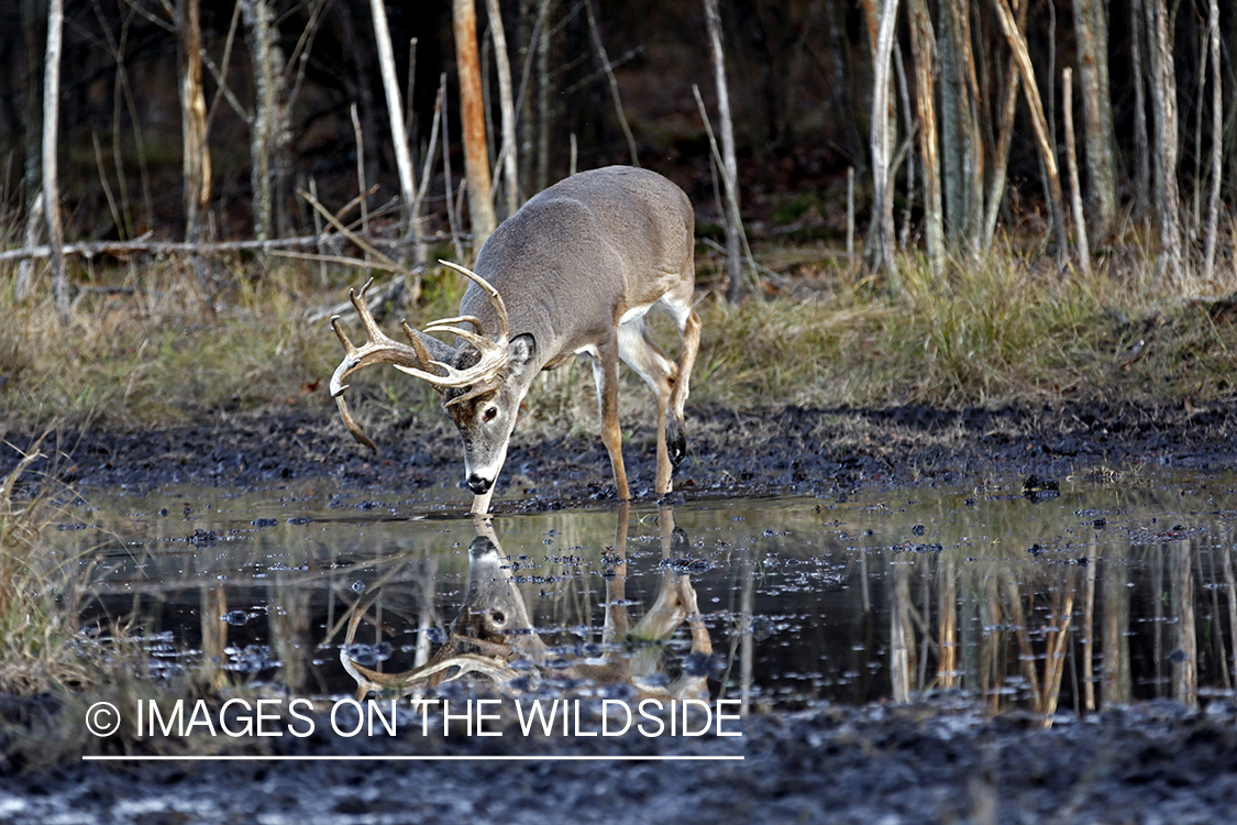 White-tailed buck drinking water with reflection.