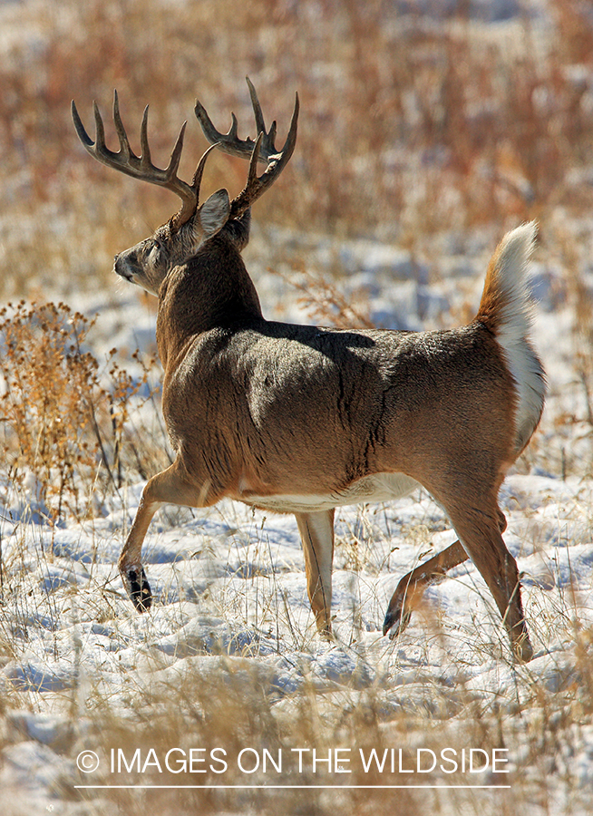 White-tailed buck flagging in field.