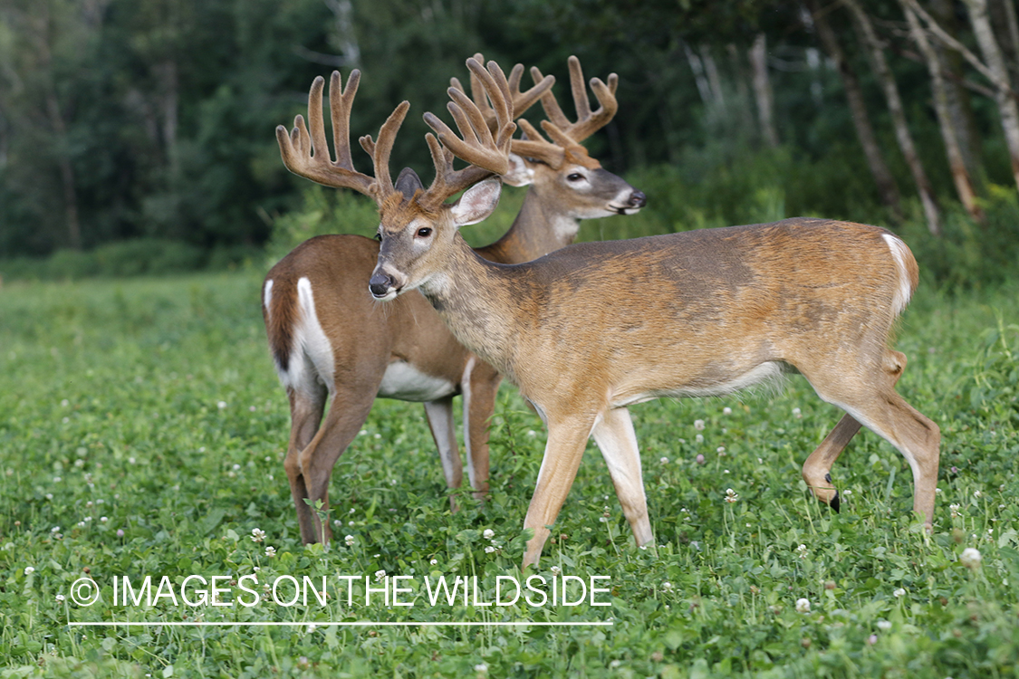 White-tailed buck in velvet.