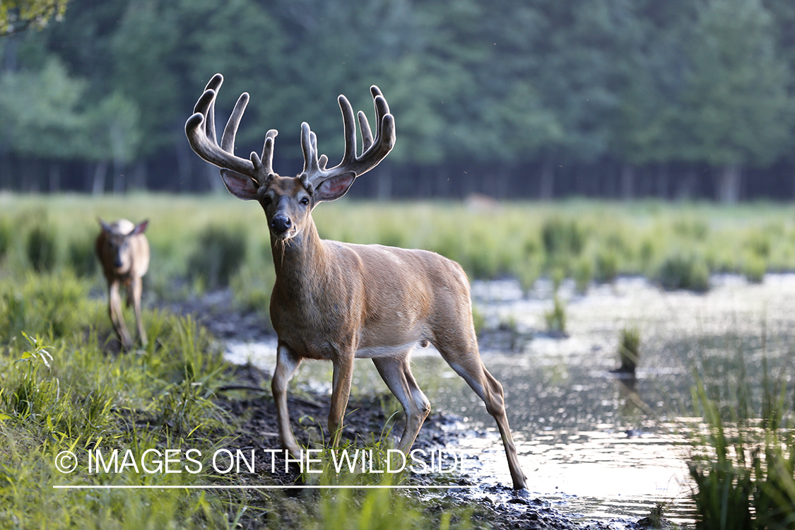 White-tailed deer in velvet next to water. 