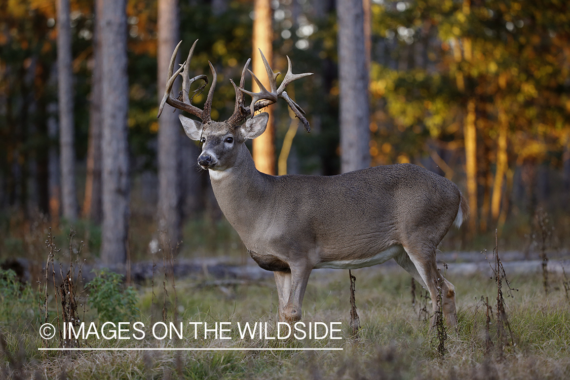 White-tailed buck in field.