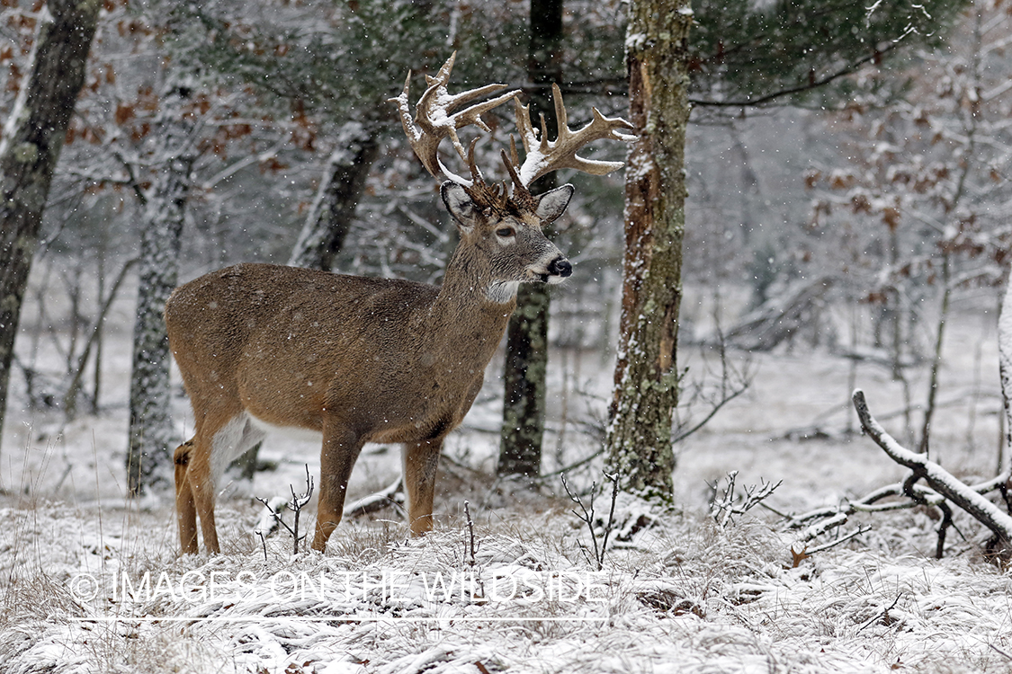 White-tailed deer in snow.