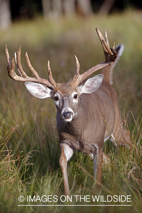 White-tailed buck in field.