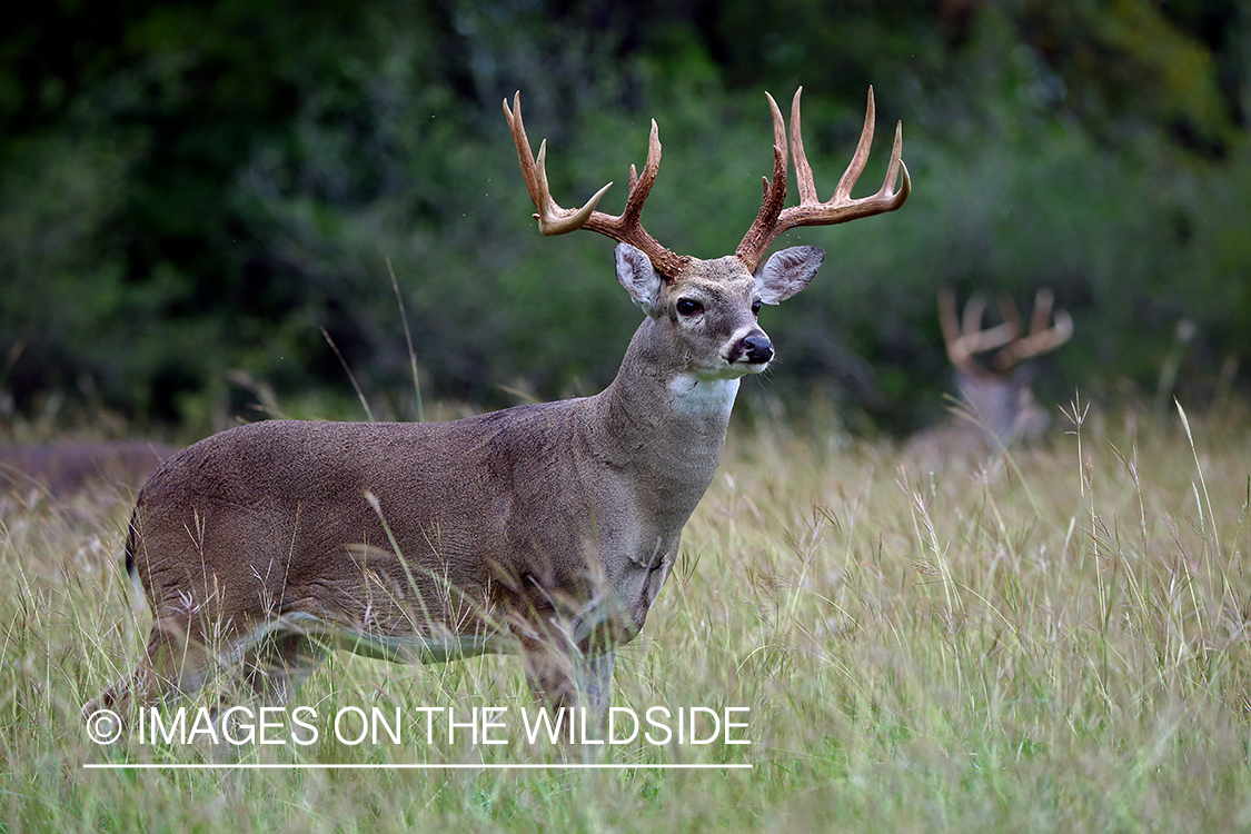 White-tailed buck in the rut.