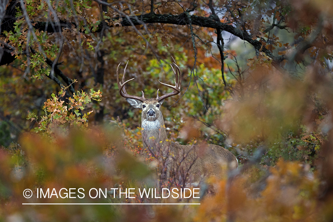 White-tailed buck in field.