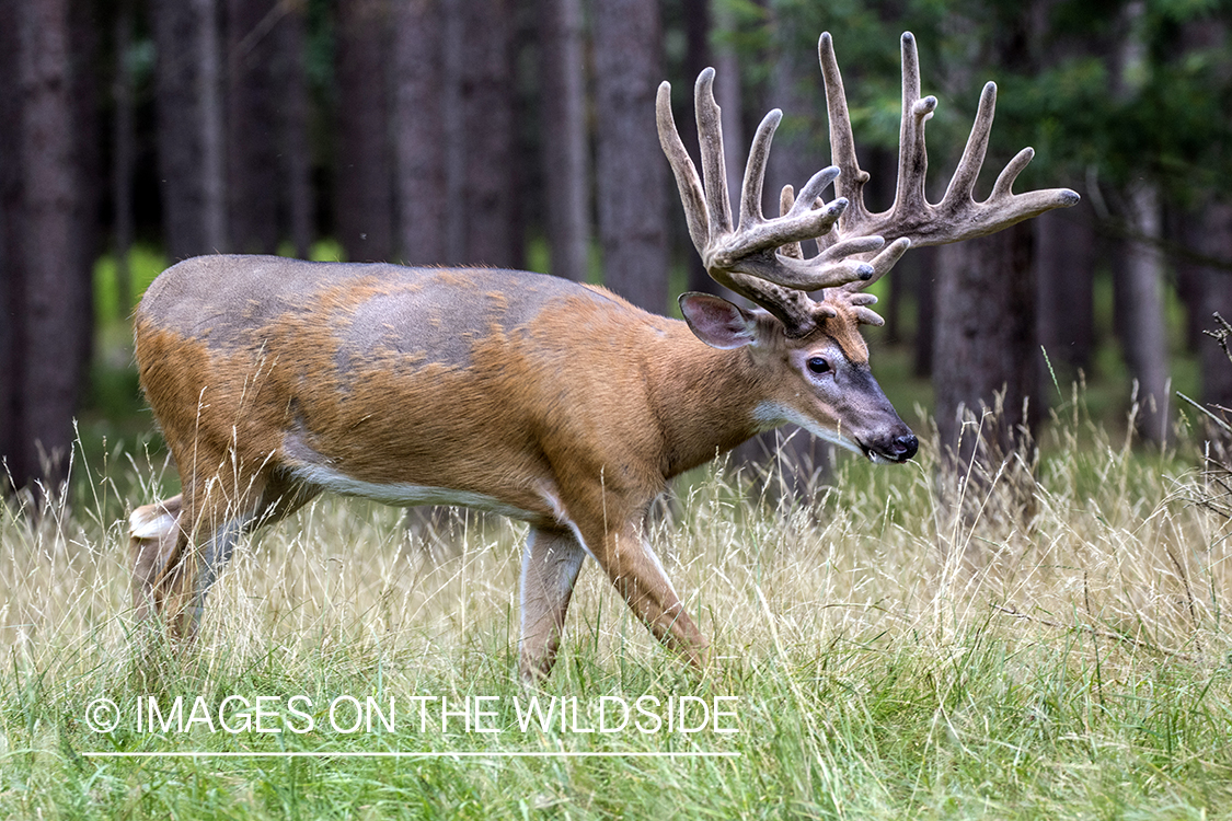 White-tailed buck in Velvet.