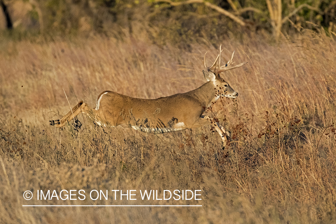 White-tailed buck in field.