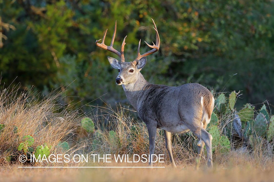 White-tailed buck in field.