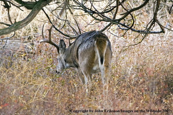 White-tailed deer in habitat