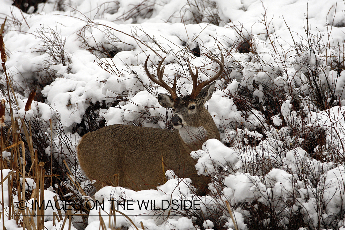 White-tailed deer in habitat