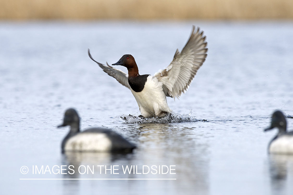 Canvasback duck landing in decoys.