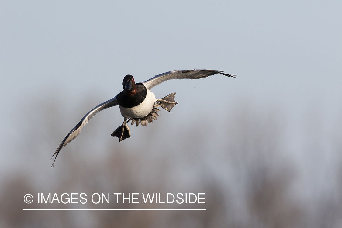 Canvasback drake in flight.