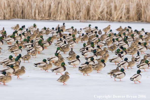 Flock of mallards in flight.