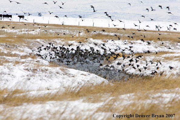 Flock of Mallard Ducks