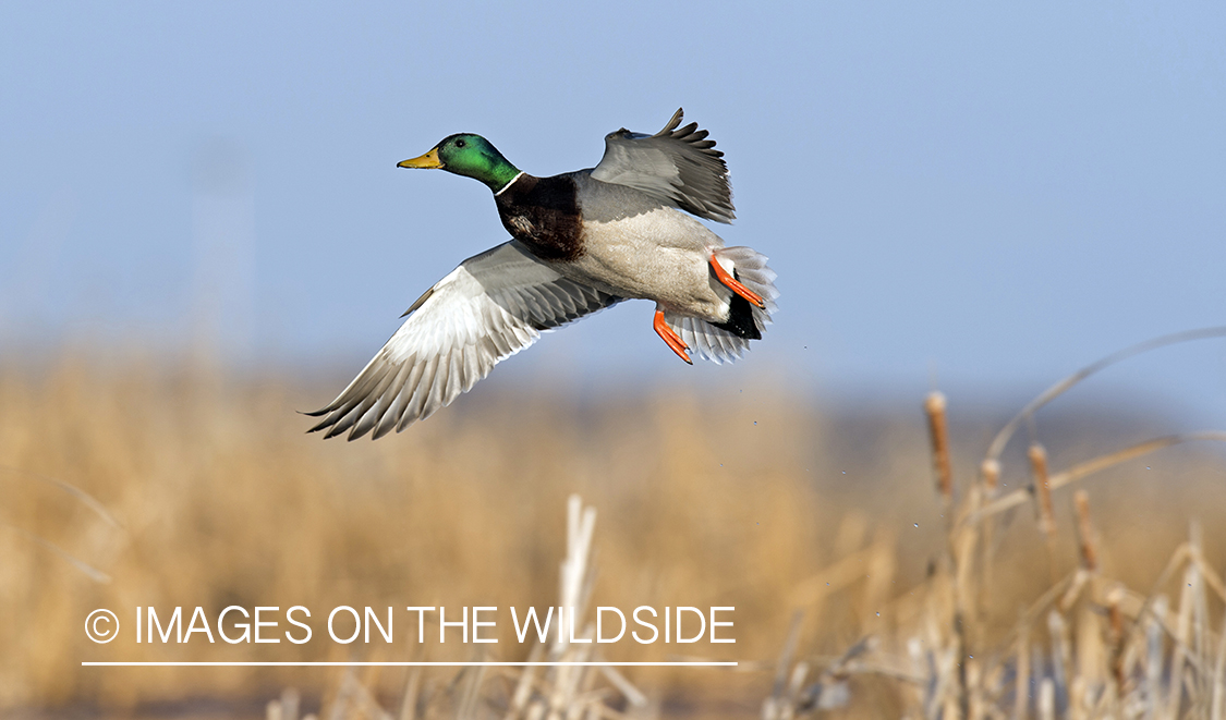 Mallard in flight.