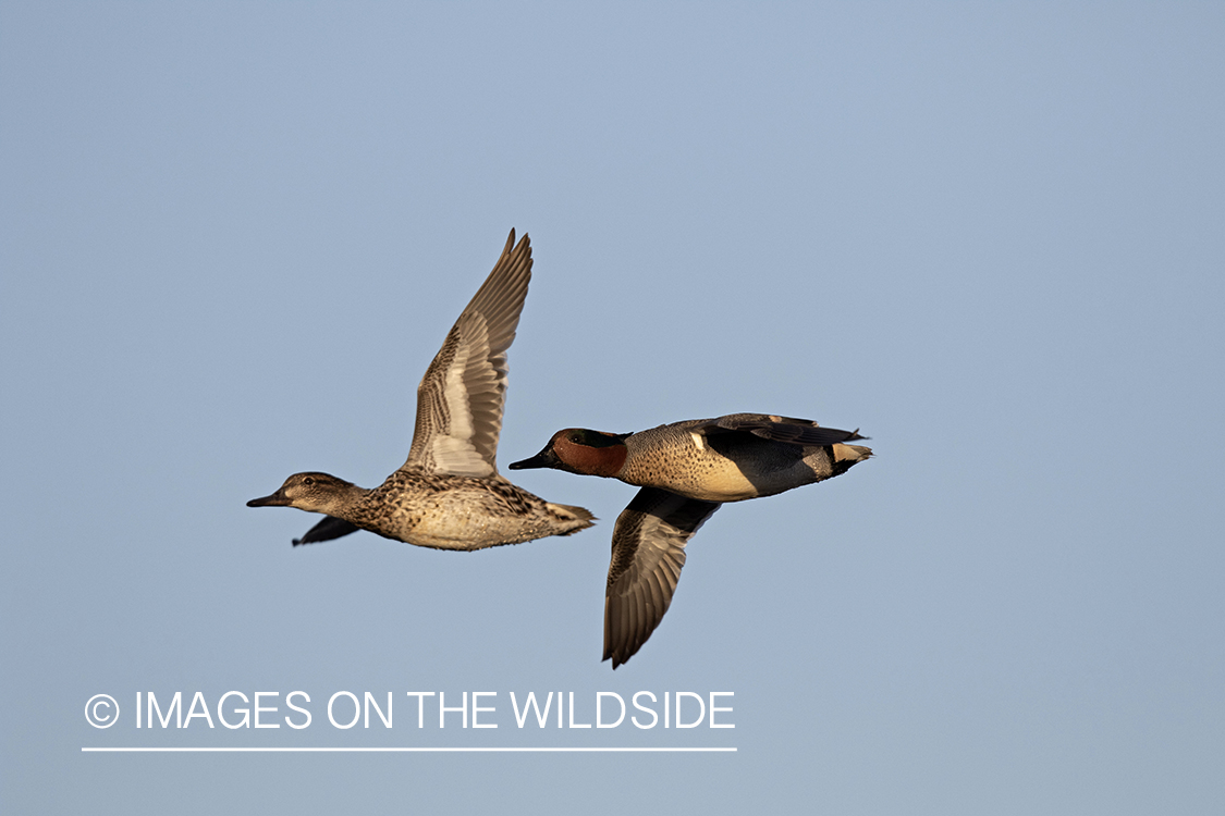 Green-winged Teal in flight.