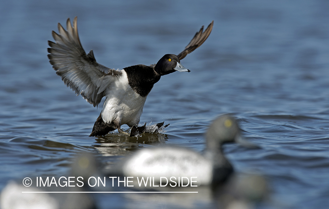 Lesser Scaup landing on water.