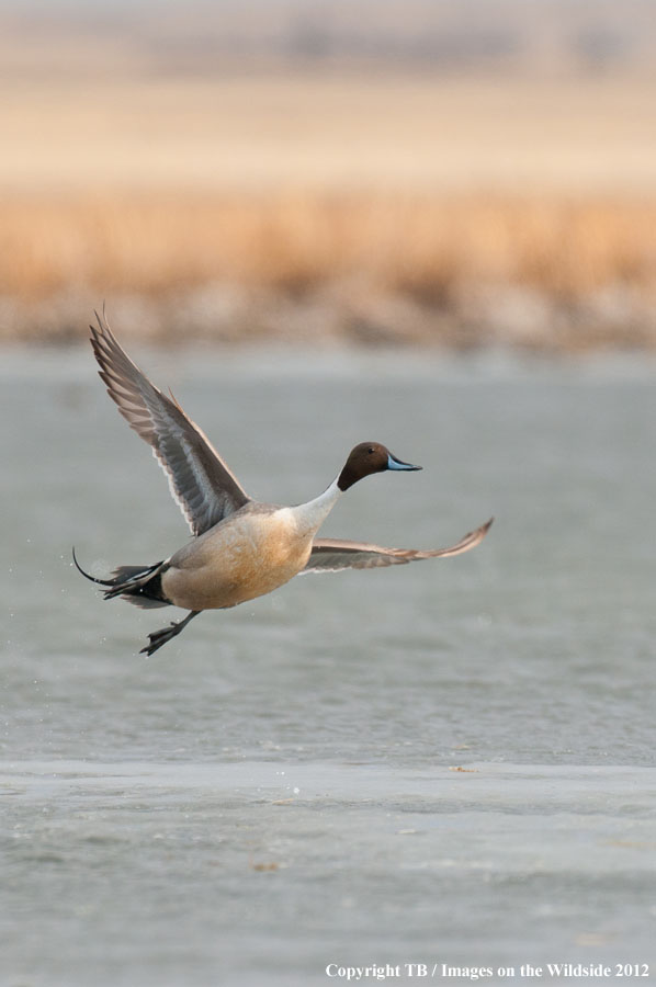 Pintail Duck in wetland.