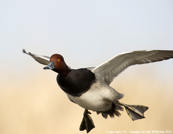 Redhead in flight. 