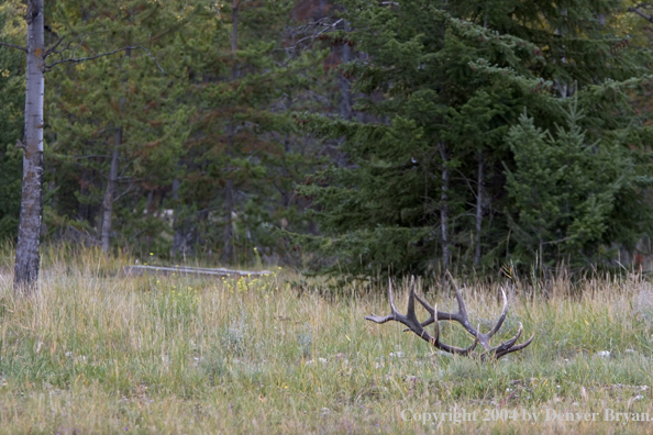 Rocky Mountain bull elk bedded.  Antlers only showing.