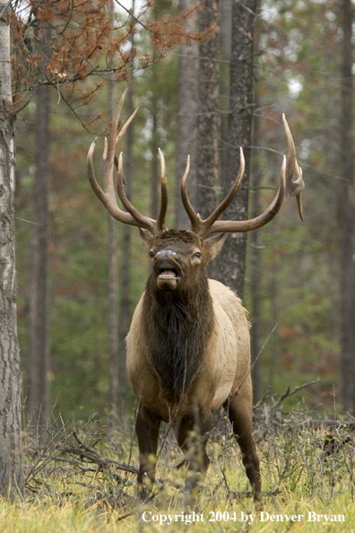 Rocky Mountain bull elk bugling.