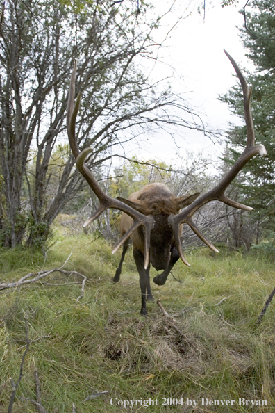 Rocky Mountain bull elk charging aggressively through forest.