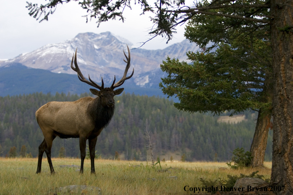 Rocky Mountain Elk 