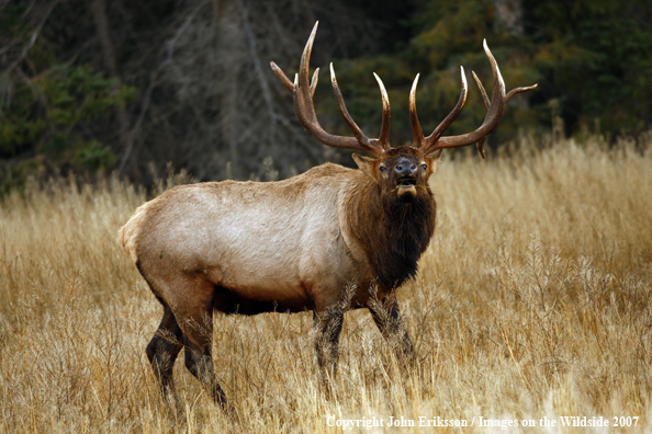 Rocky Mountain Elk bugling