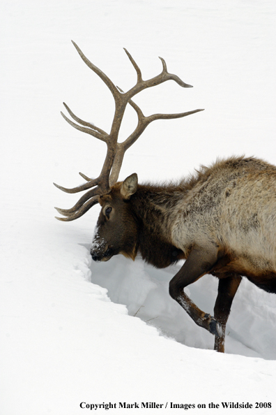 Rocky Mountain Elk in habitat