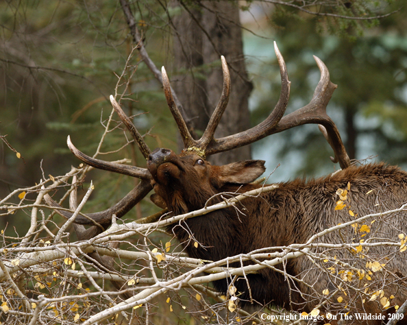 Bull Elk