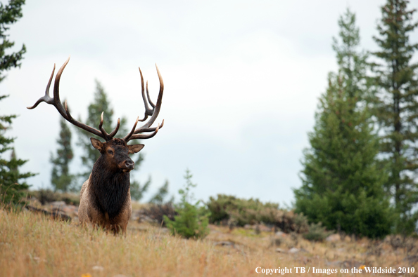 Rocky Mountain Bull Elk