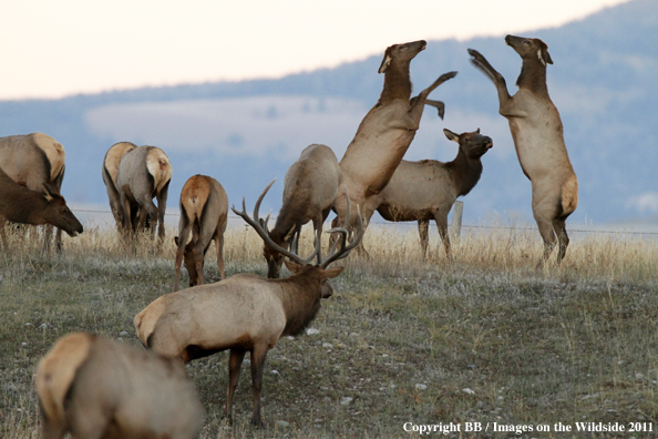 Rocky Mountain Elk fighting. 