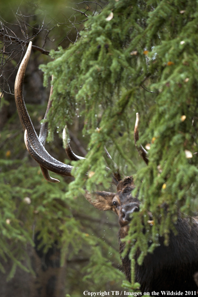 Rocky Mountain bull elk in habitat. 