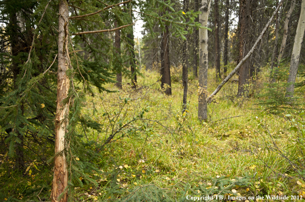 Rocky Mountain elk rub in forest. 