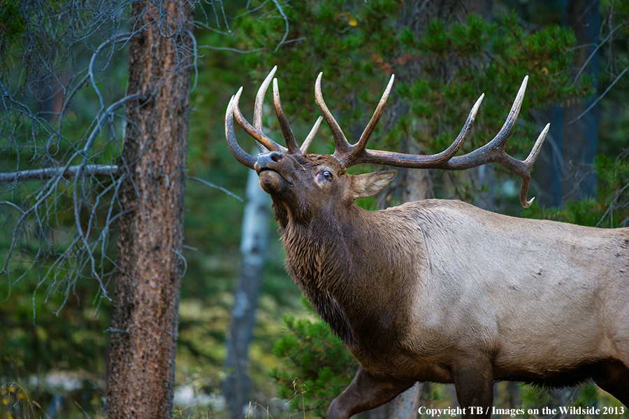 Rocky Mountain Elk in habitat.