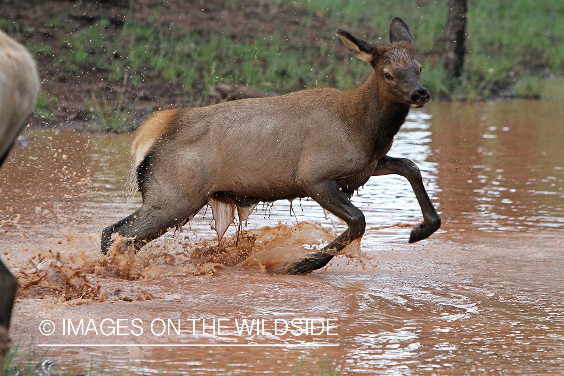 Rocky Mountain Elk calf playing in water. 