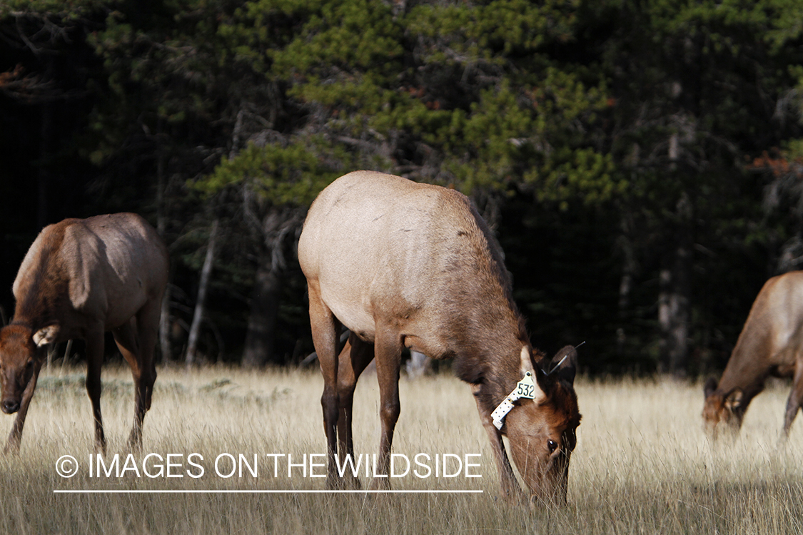 Rocky Mountain Cow Elk wearing an ID collar.