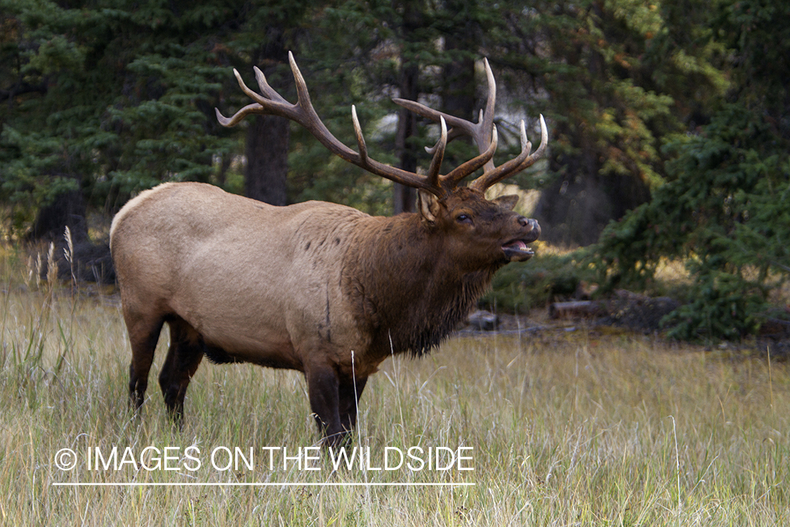 Rocky Mountain Bull Elk bugling in habitat.