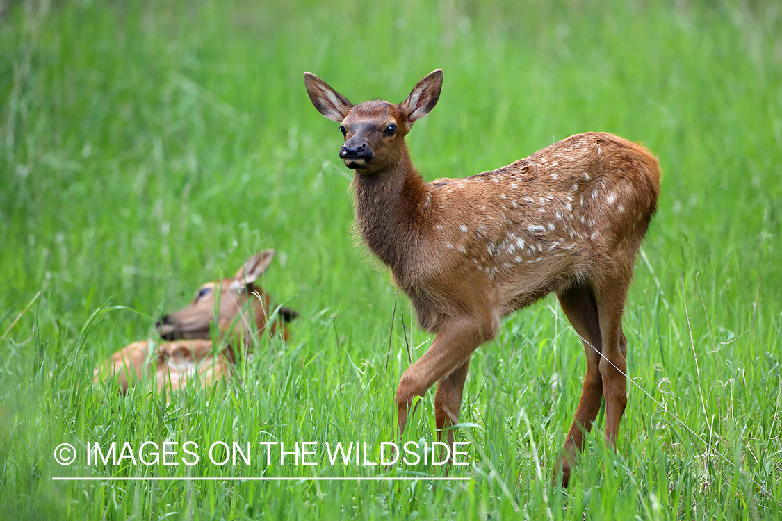 Rocky Mountain elk calf