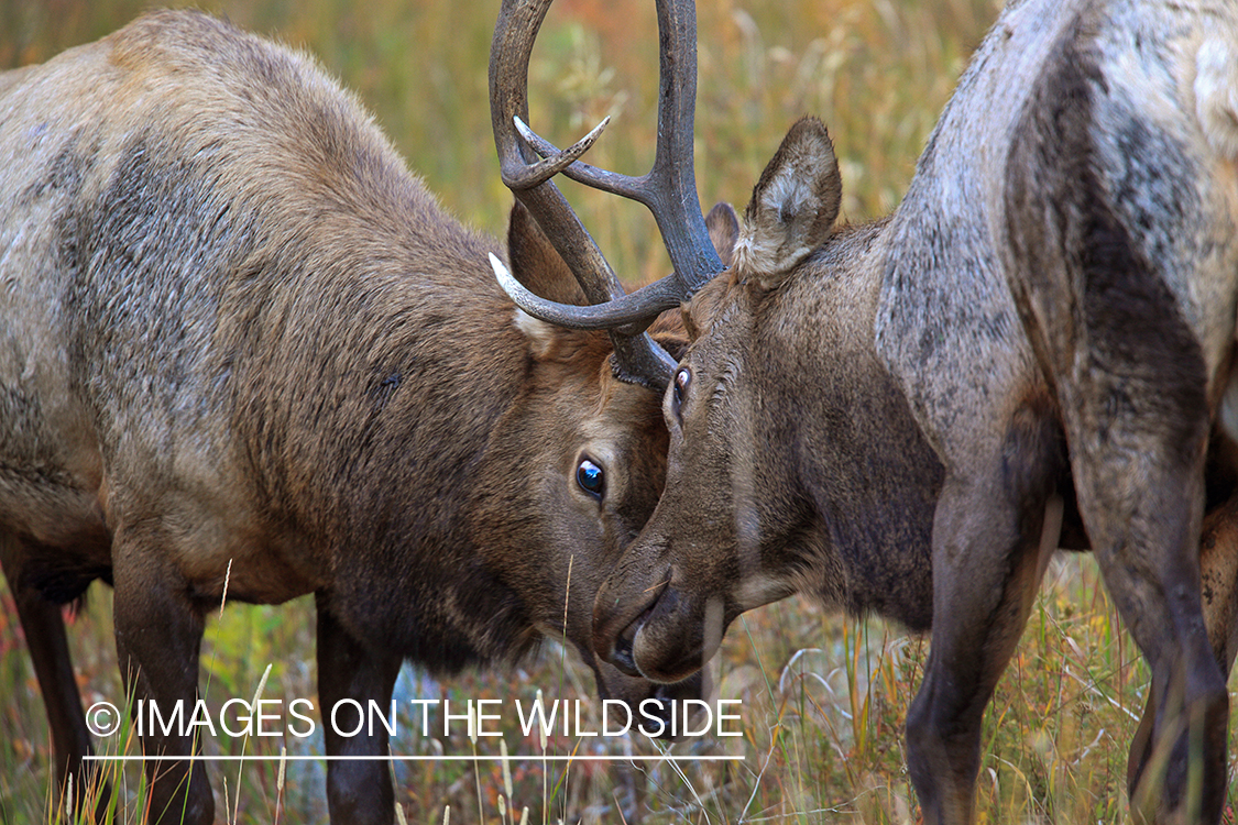 Bull elk fighting during rut.