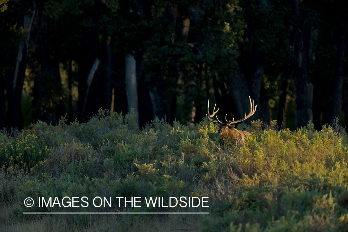 Bull elk in field.