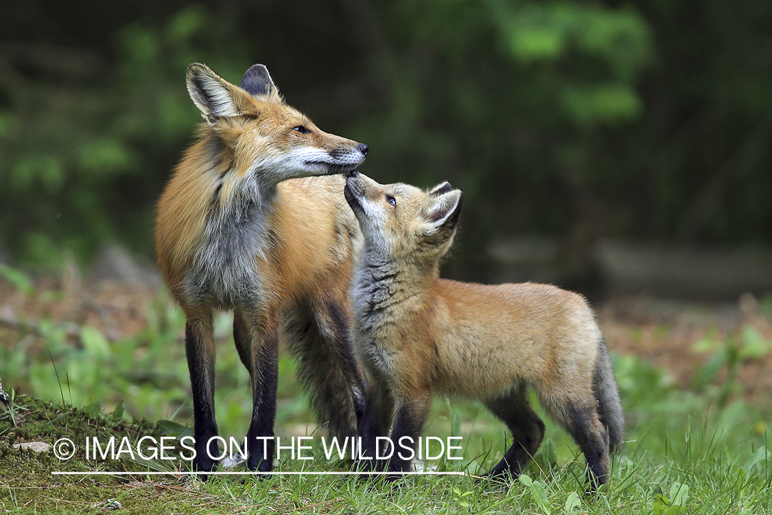 Red fox adult with pup.