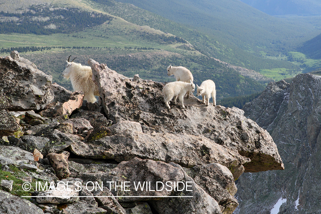 Rocky Mountain Goat with kids in habitat.