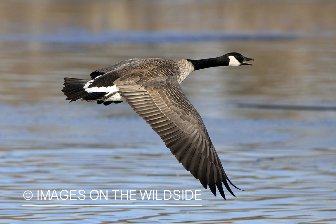 Canada goose in flight.