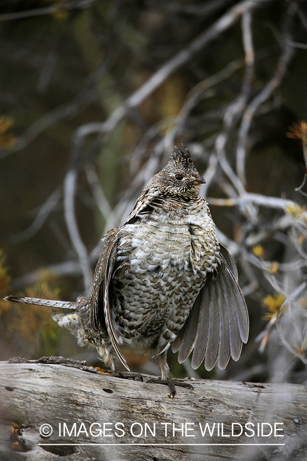 Male Ruffed grouse drumming in habitat.