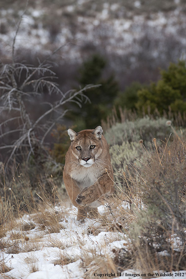 Mountain Lion running.